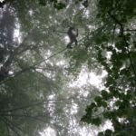 Grimp'Arbre