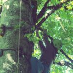 Grimp'Arbre