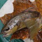 le-ruisseau-antignac-luchon-truite luchonnaise